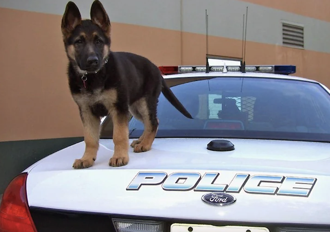 K-9 puppy perched on a police vehicle